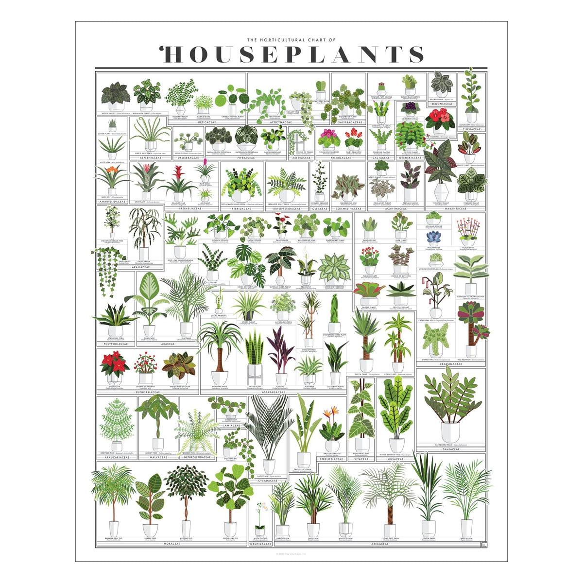 Pop Chart | Horticultural Chart of Houseplants | 16" x 20" Wall Art | Botanical Poster | Earthy Wall Decor | 100% Made in The USA